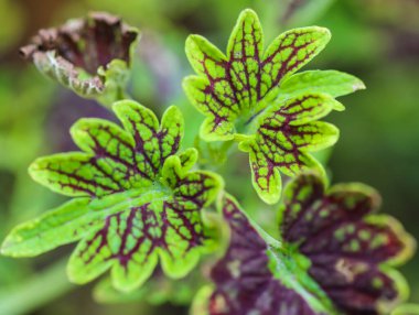 Genç Kipas Merah Coleus Bitkisi 'nin Neon Green Leaves ve Kırmızı Mor Örümcek Damarı Şablonları' ndan Top View Macro