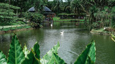 Botanik Bahçesi Gölü 'nde Yüzen Beyaz Kuğular, Gazebo ve Tropikal Yeşillik ile Manzaralı Park Göleti, Su Kuşlarıyla Barışçıl Açık Doğa Bölgesi