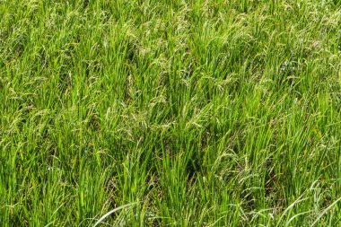 Yeşil Yapraklar ve Tarım Tarlasında Genç Tahıllarla Doğal Pirinç Tarlası