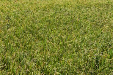 Olgunlaşmış Tahıllar ve Tarım Alanında Yeşil Yapraklarla Organik Pirinç Çelesi Dokuma Arkaplanı