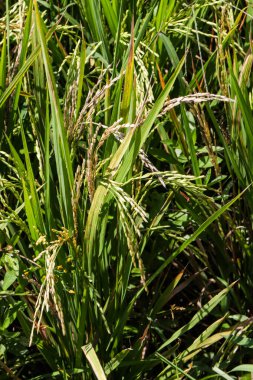 Sunlit çeltik tarlasında Ayrıntılı Yeşil Yapraklar ve Olgunlaşan Tahıllar ile Organik Pirinç Bitkisi Dokuma Arkaplanı