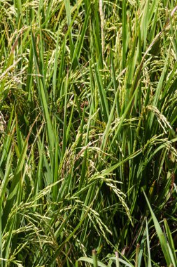 Bereketli Yeşil Pirinç Çeltik Doku Geçmişi Güneş Işığı Tarım Alanında Olgunlaşmış Tahıllar