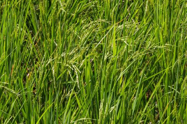 Canlı Yeşil Yeşiller ve Güneş Işığı Tarım Alanında Genç Tahıllar ile Organik Pirinç Çelesi Dokuma Arkaplanı