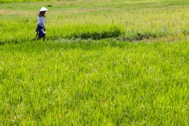 Konik Şapkalı Asyalı Kadın Çiftçi Geniş Yeşil Pirinç Tarlasında Yürüyor Kırsal Tarım Üretim Alanında