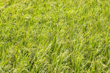 Yeşil Pirinç Tarlası Görünümü Büyüyen Tahıllar ve Tarım Arkaplanı İçin Yeşillik Yaprakları