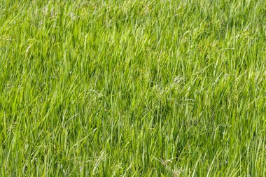 Olgunlaşan Yeşil Pirinç Çeltik Taneleri ve Yaprakları 'nın Organik Dokuları Tarım Alanı Arkaplanında