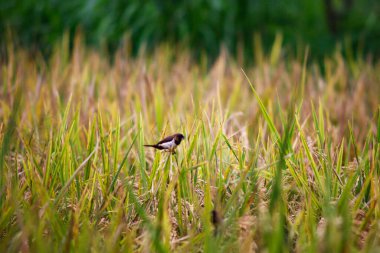 Sawah Paddy Field ve Küçük Serçe Kuş Olgunlaşan Pirinç Taneleri Kırsal Tarım Yeşili Yeşillik Tropikal Tahıl Yetiştirme ve Doğal Gıda Üretimi Konsepti