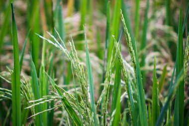 Sawah Rice Paddy Fabrikaları ve Yeşil Tarım Alanında Gelişen Tahıl Kulakları Organik Gıda Üretimi ve Kırsal Tarım Endüstrisi için Tropikal Mısır Ürünlerine Yakın Görüş