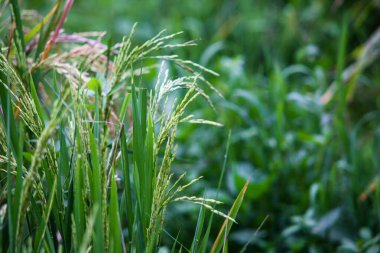 Sawah Rice Paddy Bitkileri Olgunlaşmış Tahıl Kulakları ve Yeşil Tarım Tarlasında Organik Gıda Üretimi ve Kırsal Tarım Konsepti için Tropikal Tahıl Tarlasına Yakın
