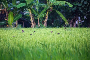 Sawah Rice çeltik tarlasında olgunlaşmış tahıl ve Tropikal tarım çiftliği kırsal organik gıda üretim kavramı üzerine tünemiş küçük serçe kuşu.