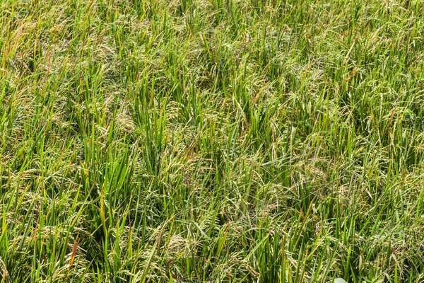 Tarım Tarlasında Yeşil Yapraklar ve Genç Tahıllarla Detaylı Pirinç Tarlası Özgeçmişi