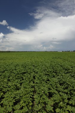 Sağlıklı bamya alan