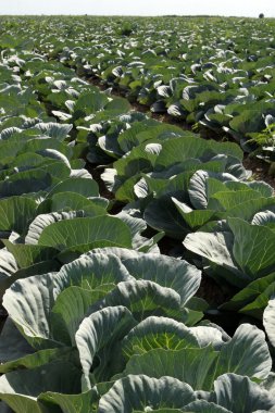 Güneşli bir gün alanında lahana