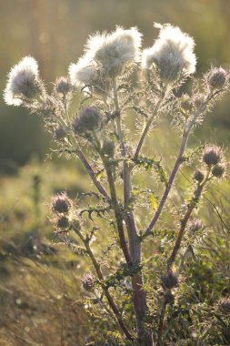 Alandaki beyaz thistle
