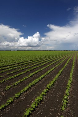 Sağlıklı bamya alan