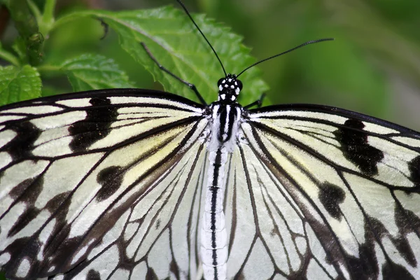 Tree Nymph butterfly — Stock Photo, Image