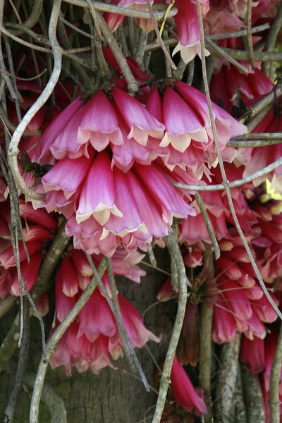 Blooming pink flowers — Stock Photo, Image