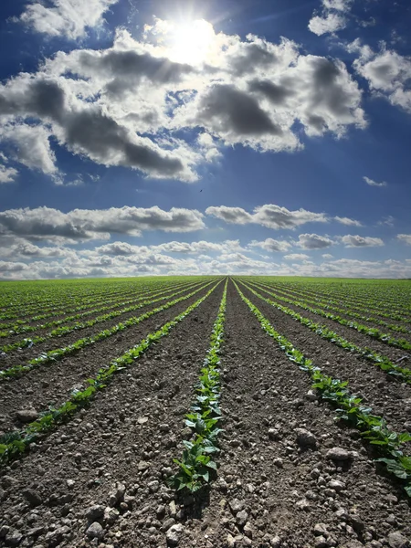 Green bean field — Stock Photo, Image