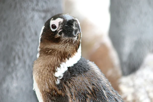 Portrait de pingouin africain — Photo
