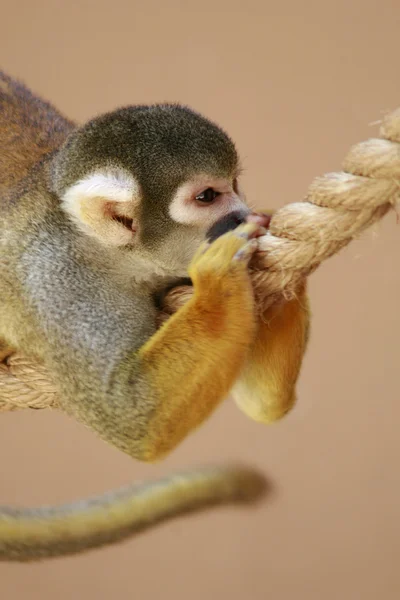 Squirrel monkey - Titi — Stock Photo, Image