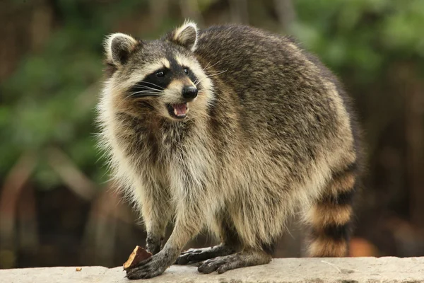 Raccoon eating and looking at the camera — Stock Photo, Image
