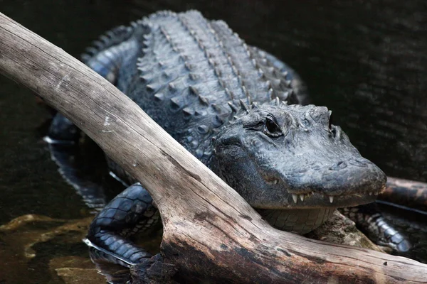 Amerikansk alligator — Stockfoto