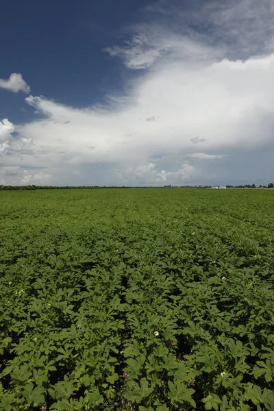 Campo de okra saludable —  Fotos de Stock