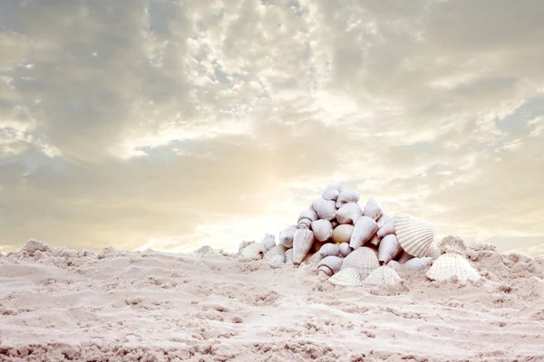 Muscheln auf dem Sand — Stockfoto