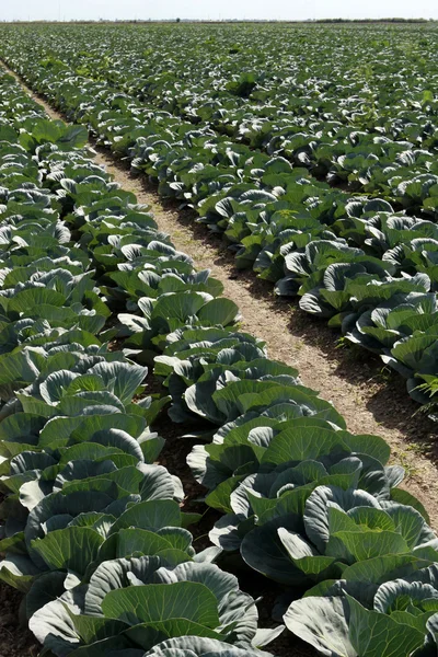 Cabbage field in sunny day — Stock Photo, Image