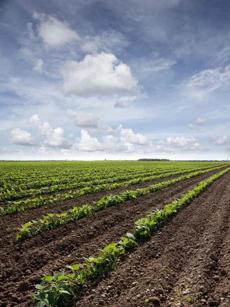 Red bean plants — Stock Photo, Image