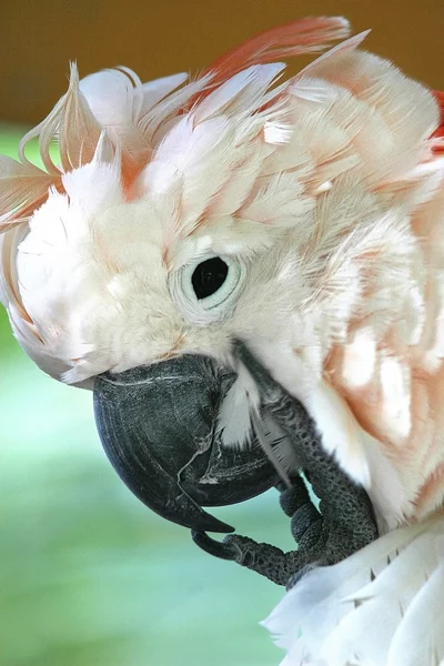 Loro cacatúa blanco — Foto de Stock