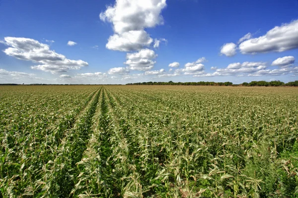 Sweet corn field — Stock Photo, Image