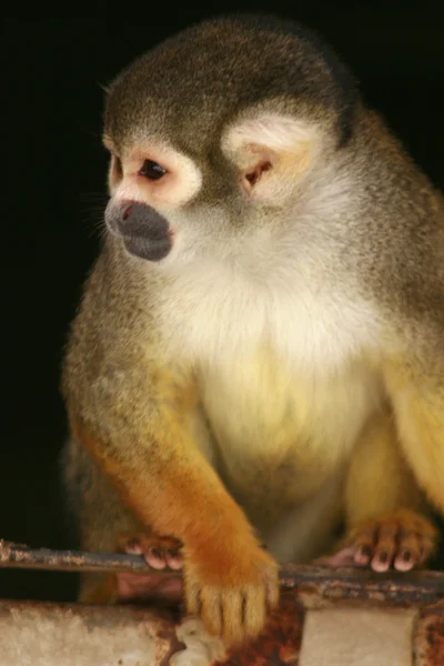 Squirrel monkey - Titi — Stock Photo, Image