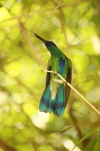 Malachite Sunbird on branch — Stock Photo, Image