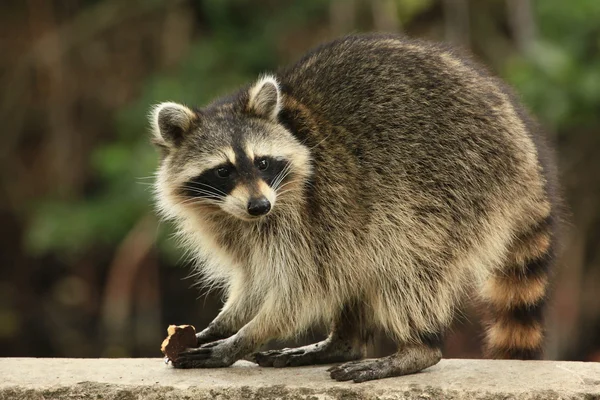 Raccoon eating and looking at the camera — Stock Photo, Image