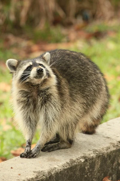 Raccoon looking at the camera — Stock Photo, Image