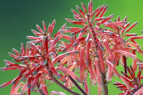 Red aloe flowers — Stock Photo, Image