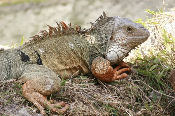 Close up de Iguana selvagem — Fotografia de Stock