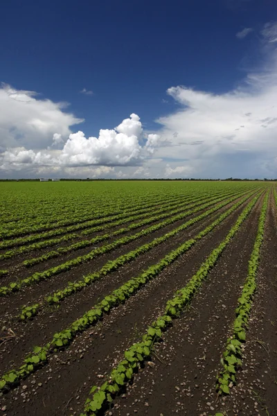 Campo de okra saludable —  Fotos de Stock