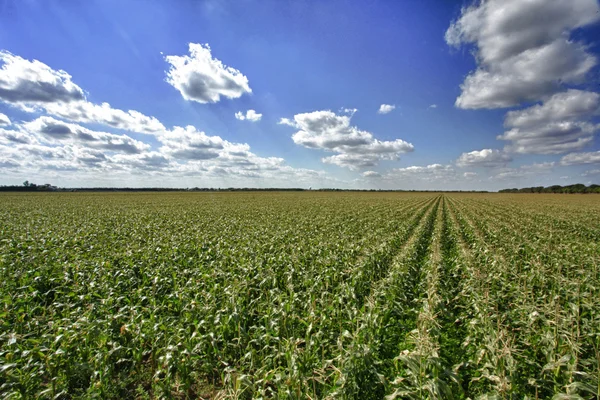 Sweet corn field — Stock Photo, Image