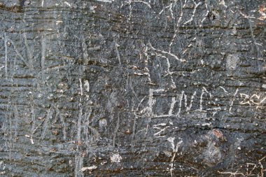 Eski doku ağaç ağaç gövdesi