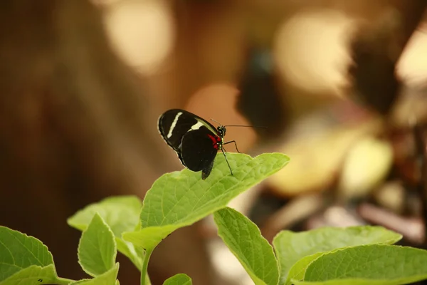 Borboleta de cavalo — Fotografia de Stock