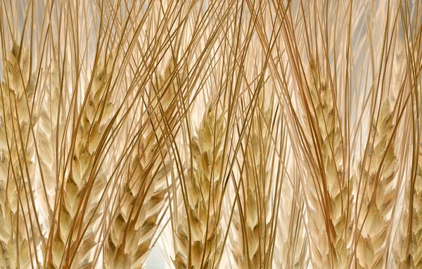 Молодая структура пшеницы — стоковое фото