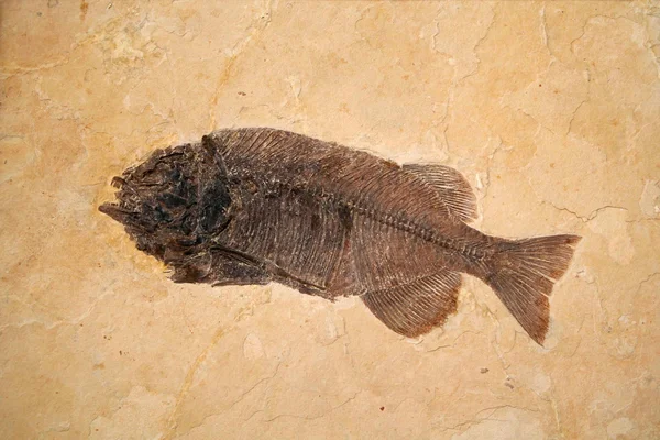 Peixes fósseis — Fotografia de Stock
