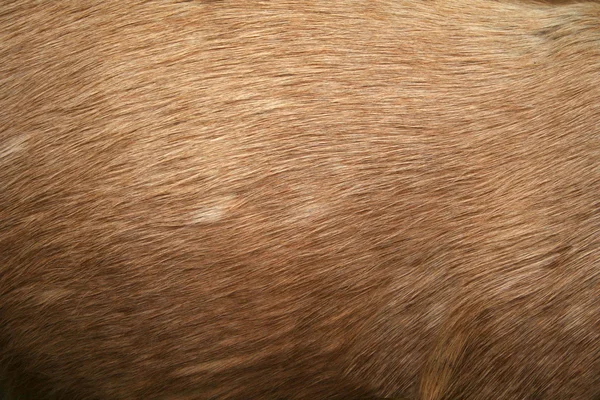 Deer fur gradient skin background