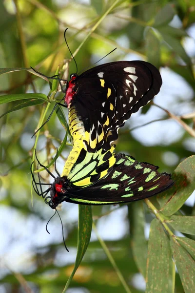 Mating tiger butterflies — Stock Photo, Image