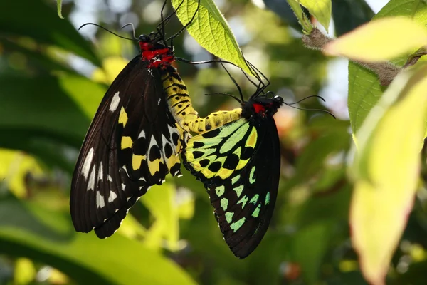 Mating tiger butterflies — Stock Photo, Image