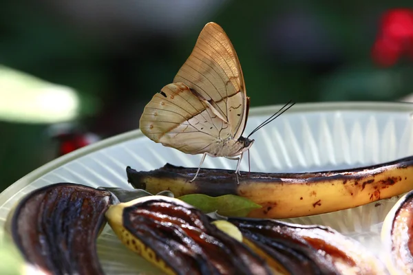 Butterfly feeds a ripe banana — Stock Photo, Image