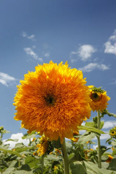 Champ de tournesol Photos De Stock Libres De Droits