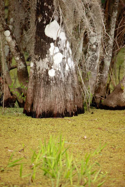 Kolorowe cyprys tekstury w everglades — Zdjęcie stockowe